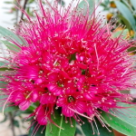 Ксантостемон розовый – Xanthostemon pink (27)