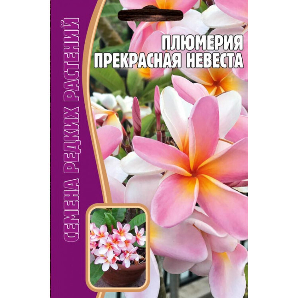 Плюмерия Прекрасная невеста