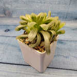 Haworthia Cooperi Variegata (Хавортия)