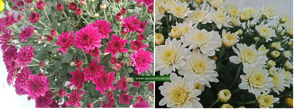 ХРИЗАНТЕМА АМПЕЛЬНАЯ SKYFALL PINK / амп 1 /сентябрь/ЗКС/