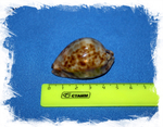 Ципрея стеркорария (Cypraea stercoraria)