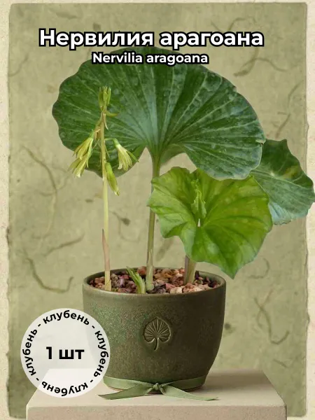 Нервилия арагоана (Nervilia aragoana) клубень, 1 шт. — живое растение