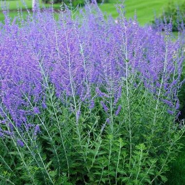 3742 Перовская ATRIPLICIFOLIA LITTLE SPIRE (ОСЕНЬ 2025)
