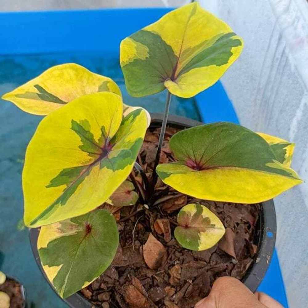 Каладиум SUNSHINE DREAM (K74)