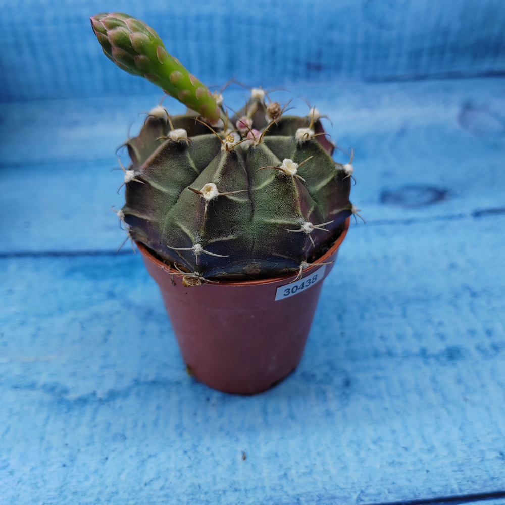 Gymnocalycium Friedrichii (Гимнокалициум)