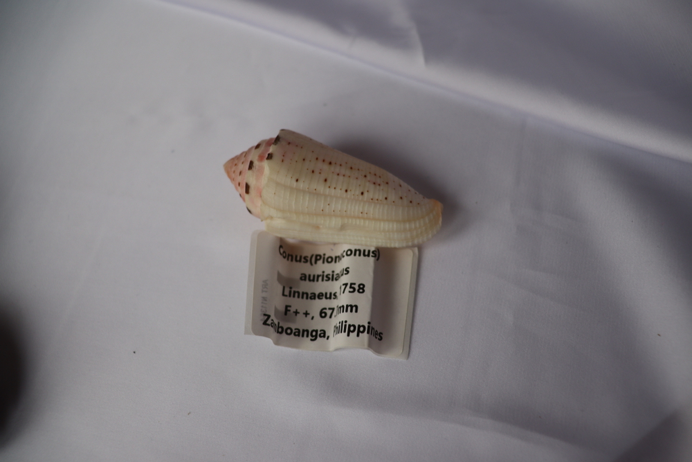 Конус аурисиацус (Conus aurisiacus), 6,7см, 1шт