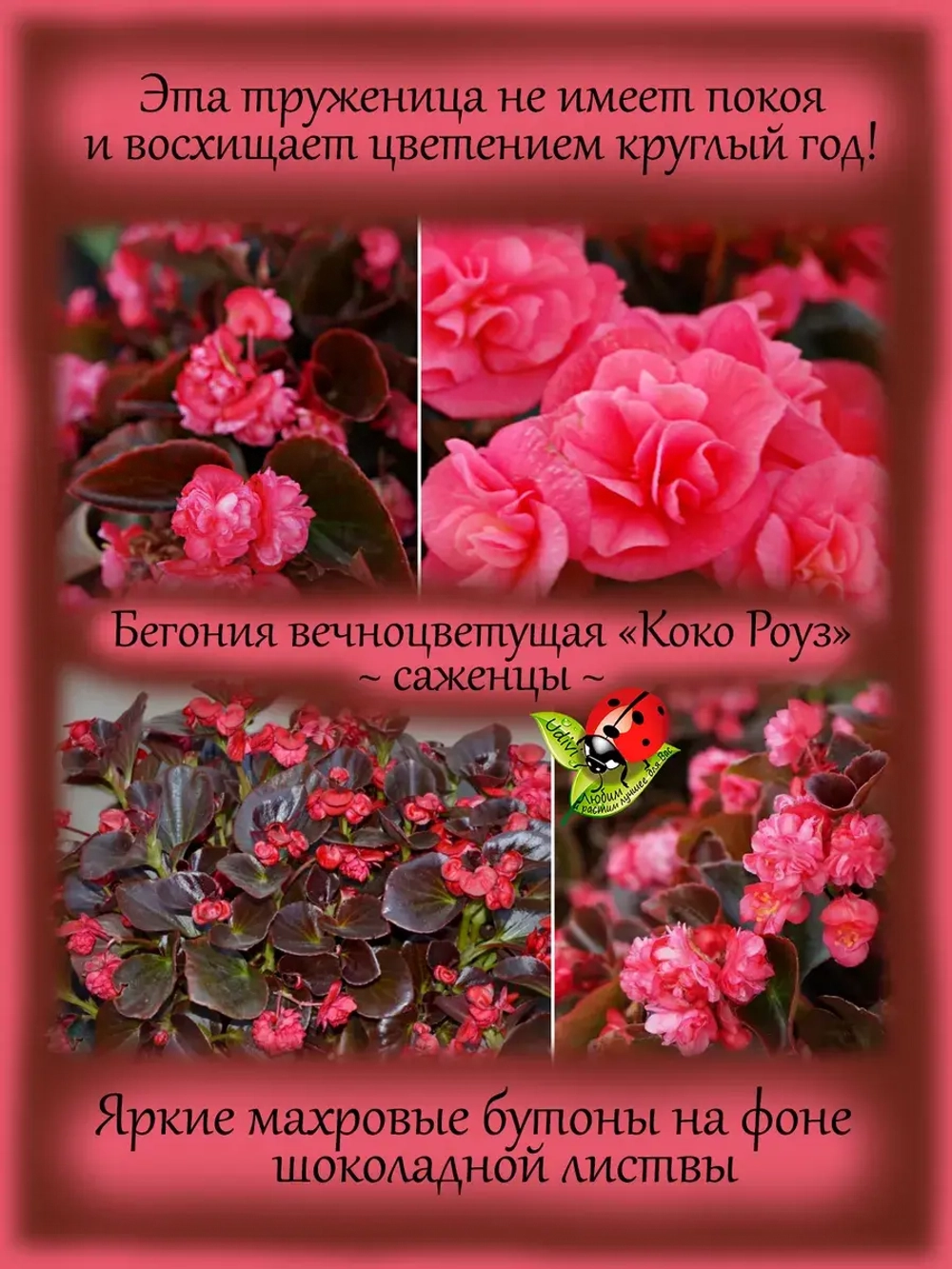 Бегония вечноцветущая Коко Роуз