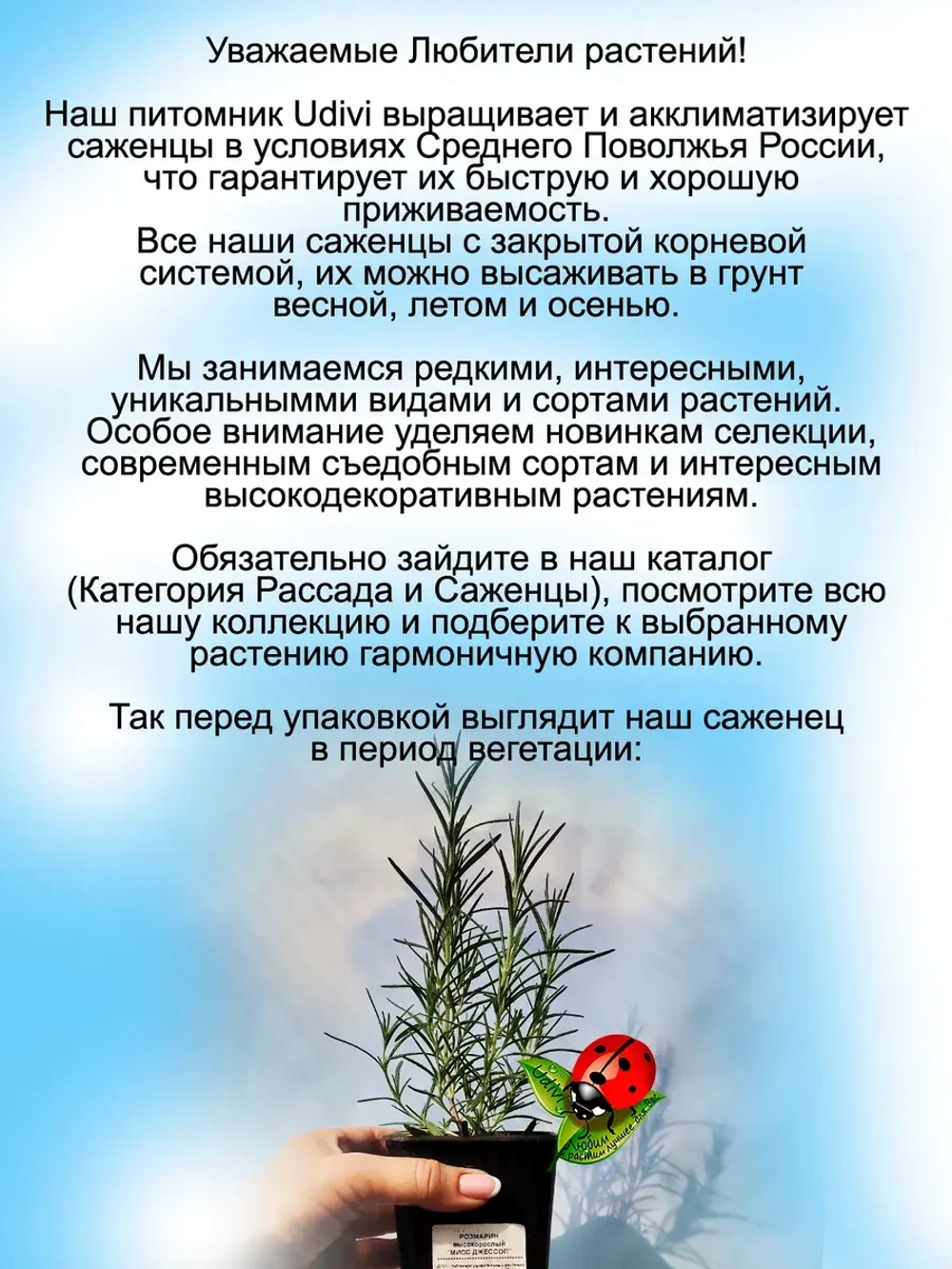 Розмарин Мисс Джессоп