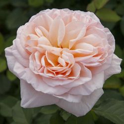 Александрин (Alexandrine)