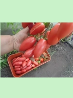 Томат Алые Свечи /1уп. 20 семян/