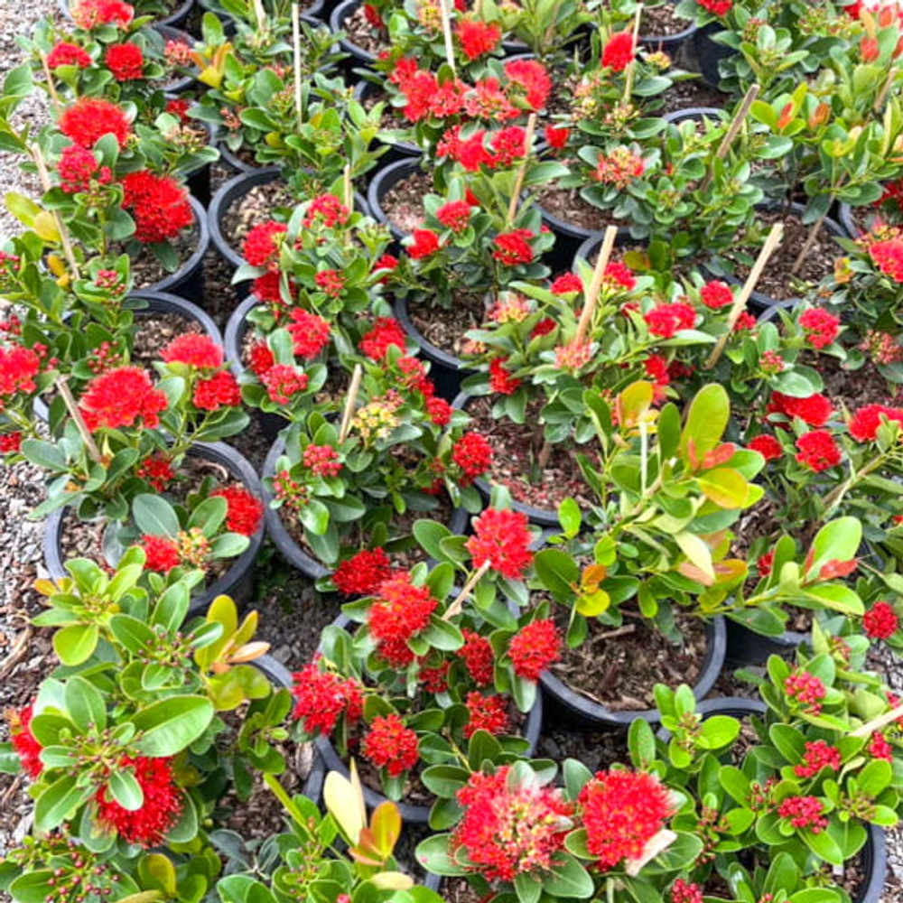 Ксантостемон красный – Xanthostemon red