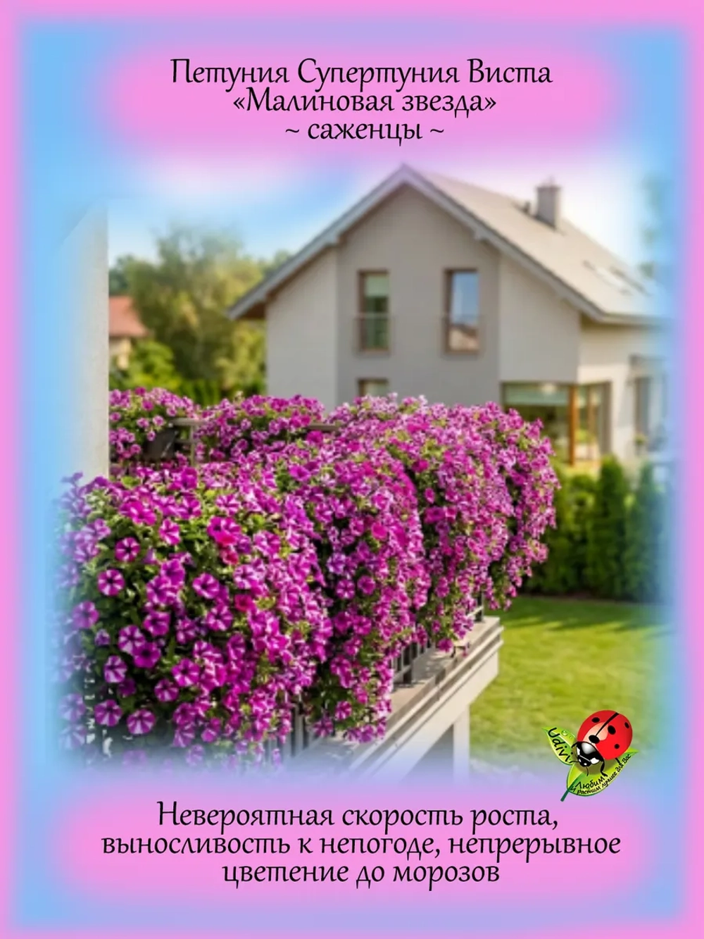 Петуния Малиновая Звезда Супертуния Расберри Стар