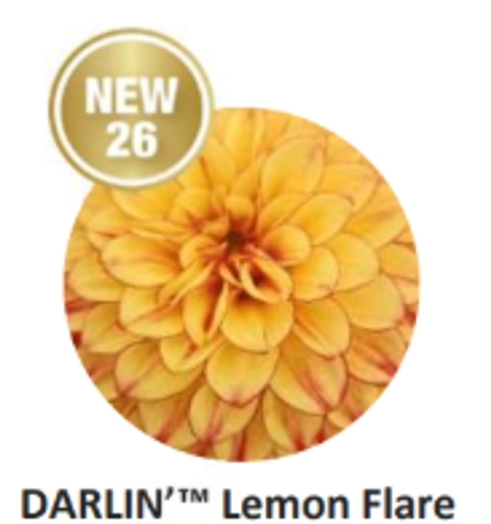 НОВИНКА 2027 ЕВРО Георгина Darlin Lemon Flare укорененный ЕВРО черенок НАЧАЛО ЯНВАРЯ поставка 5