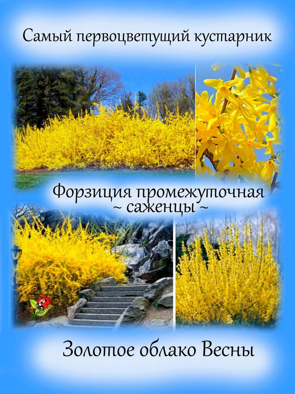 Форзиция промежуточная кустарник многолетний