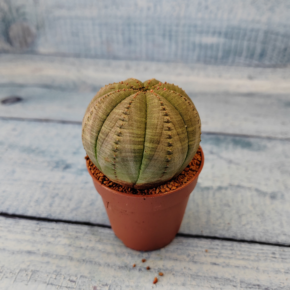 Euphoria Obesa (Эуфорбия)