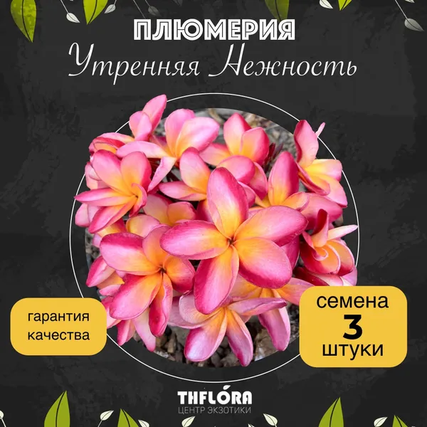 Плюмерия "Утренняя нежность" семена 3 штуки