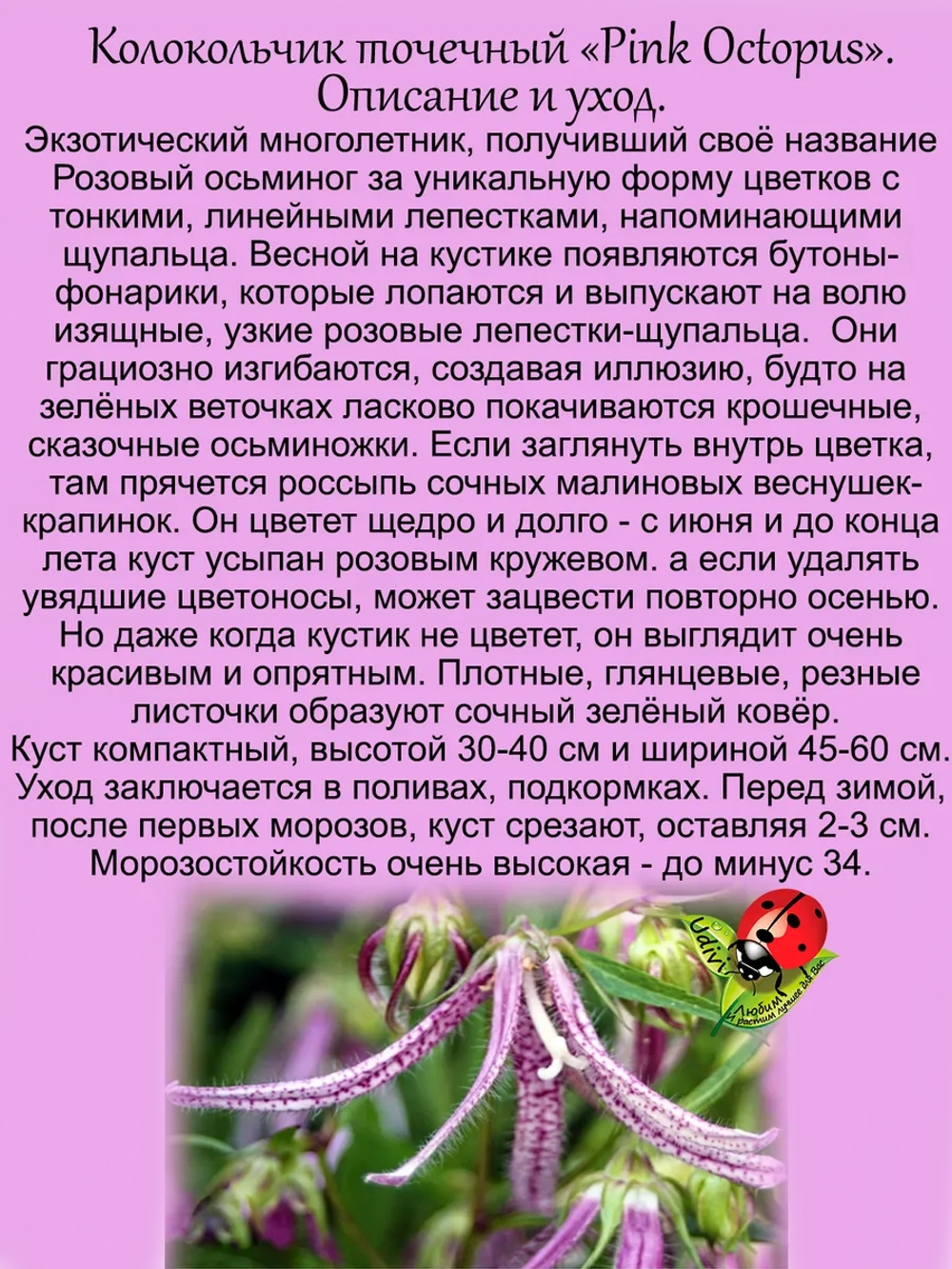 Колокольчик Розовый Осьминог Пинк Октопус