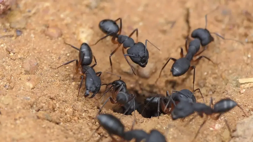 Camponotus Compressus (Островные муравьи)