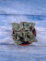 Faucaria Tuberculosa (Фаукария)