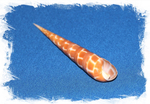 Оранжевая Теребра (Terebra dimidiata)