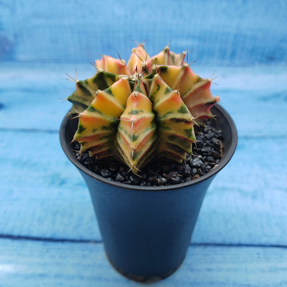 Gymnocalycium Variegata (Гимнокалициум Вариегатный)