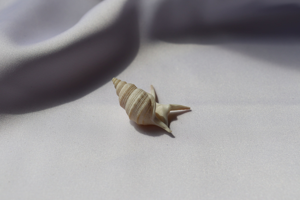 Морская ракушка Куриная нога (Aporrhais pesgallinae) 3,2 см.