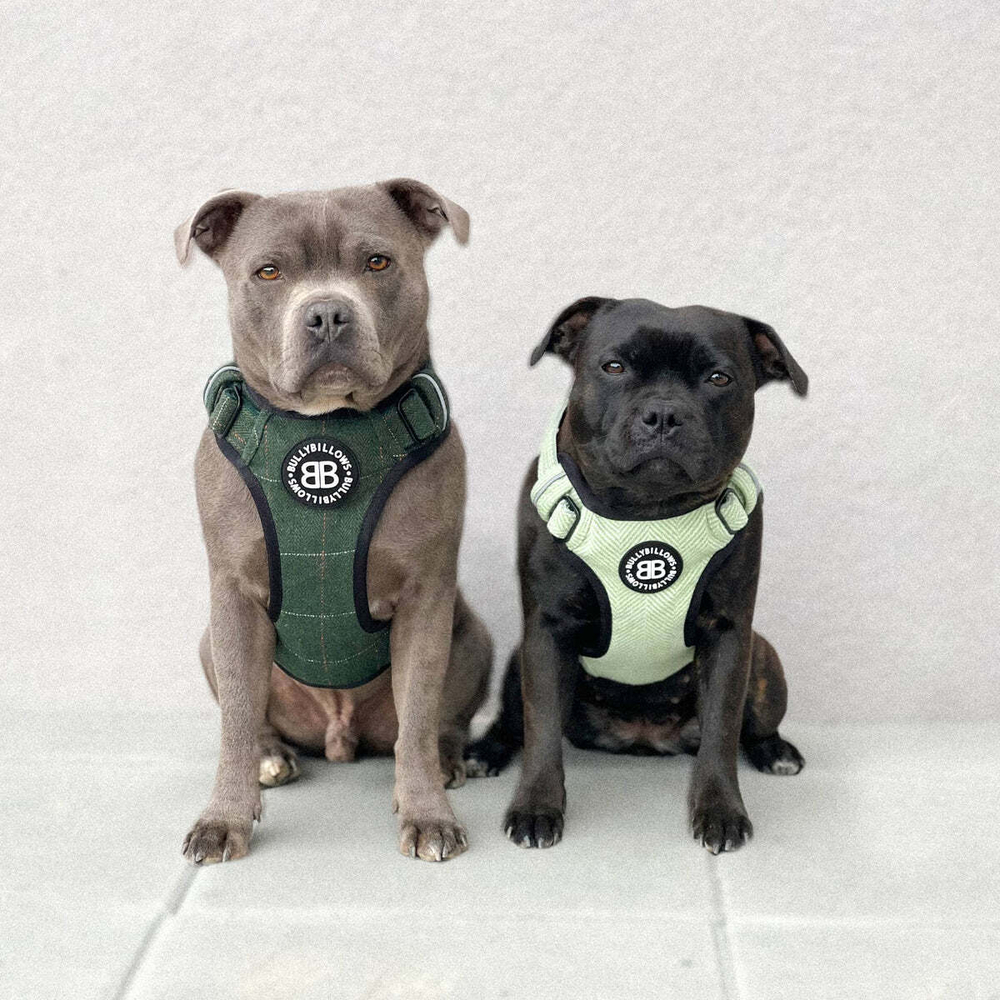 Шлейка Premium Dog Harness v2.0 TWEED BullyBillows