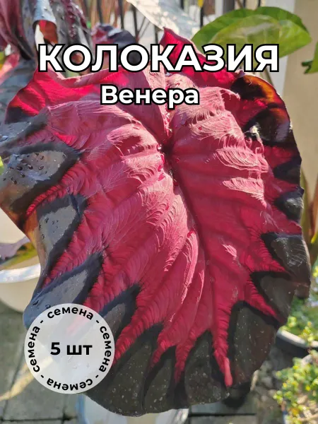 Колоказия "Венера" семена 5 штук