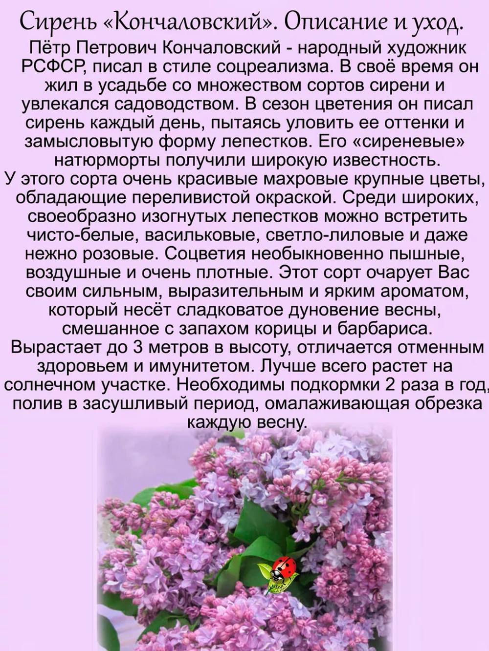 Сирень Кончаловский переливчатая махровая