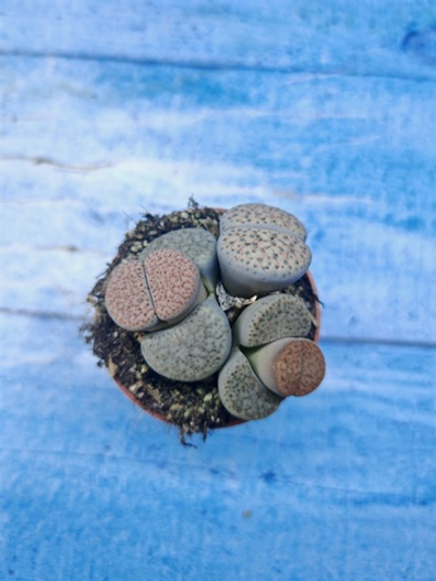 Lithops sp. (Литопсы)