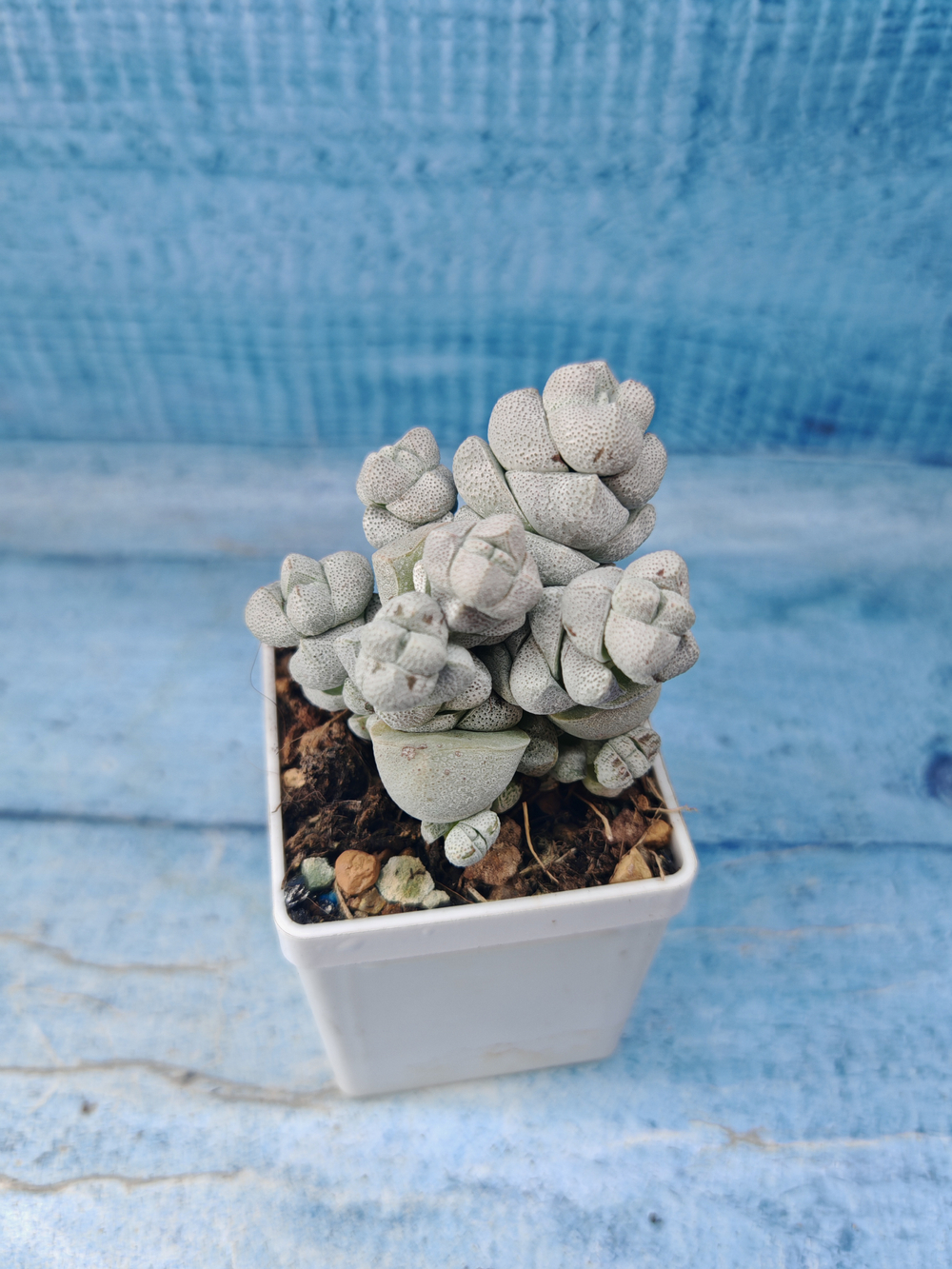 Crassula Deceptor (Крассула)