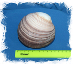 Antigona magnifica