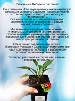 Эхинацея Биг Кахуна крупная