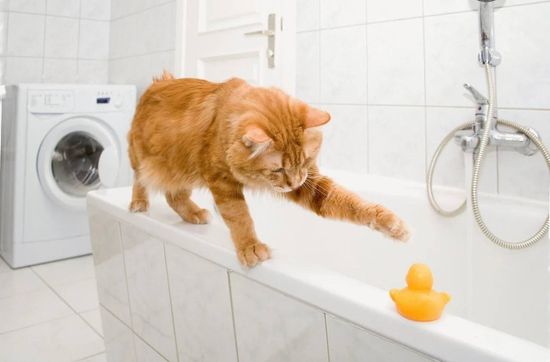 Почему кошки боятся воды?
