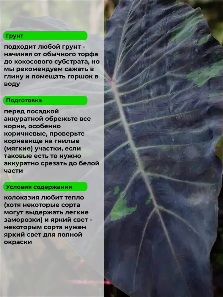 Колоказия "Меркурий" корневище