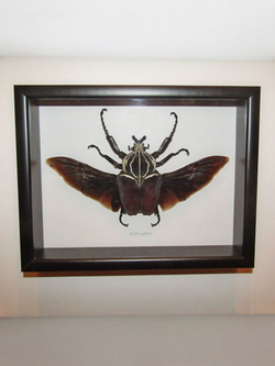 Жук Goliathus goliatus 97 mm в рамке