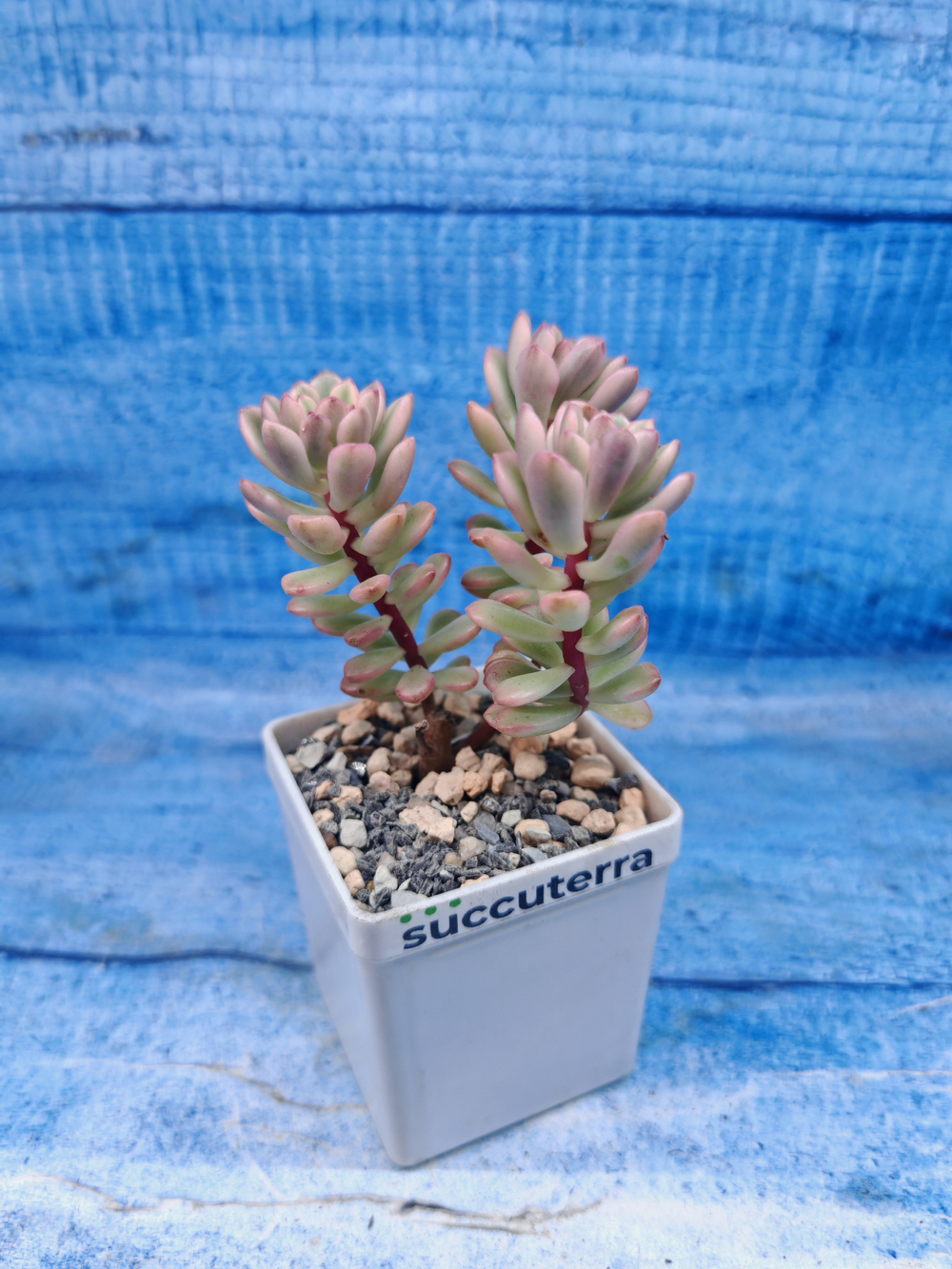 Sedum Alice variagate (Седум)