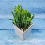 Rhipsalis Ewaldiana (Рипсалис)