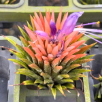 Тилландсия ionantha Peach
