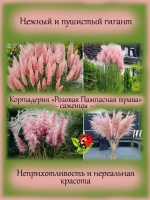 Злак Пампасная трава Розовое облако