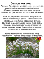 Армерия приморская белая