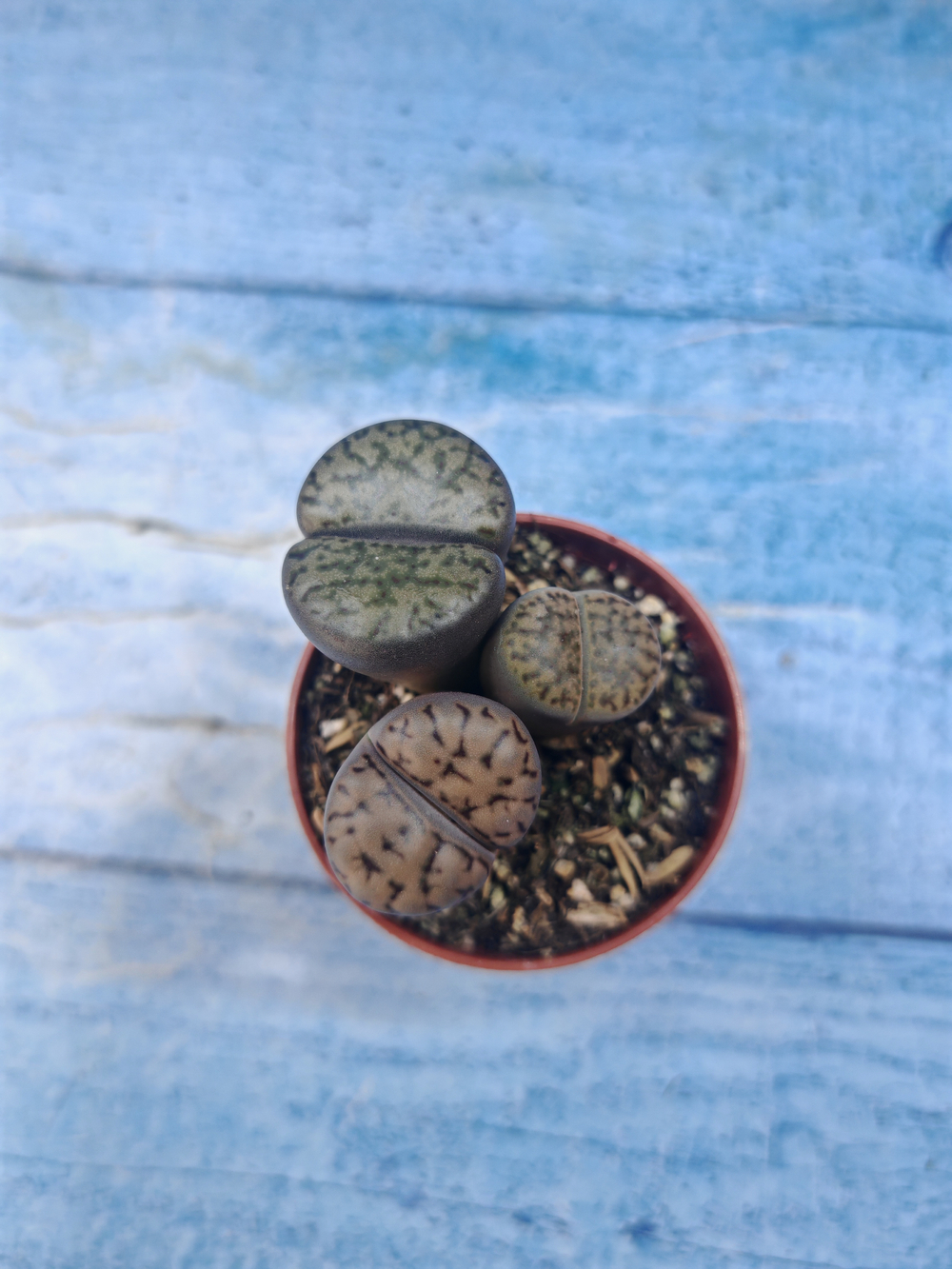 Lithops sp. (Литопсы)
