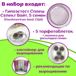 Колеус многолетний семена, красный Визард Скарлет + торфяные таблетки Jiffy в подарок, 5 шт