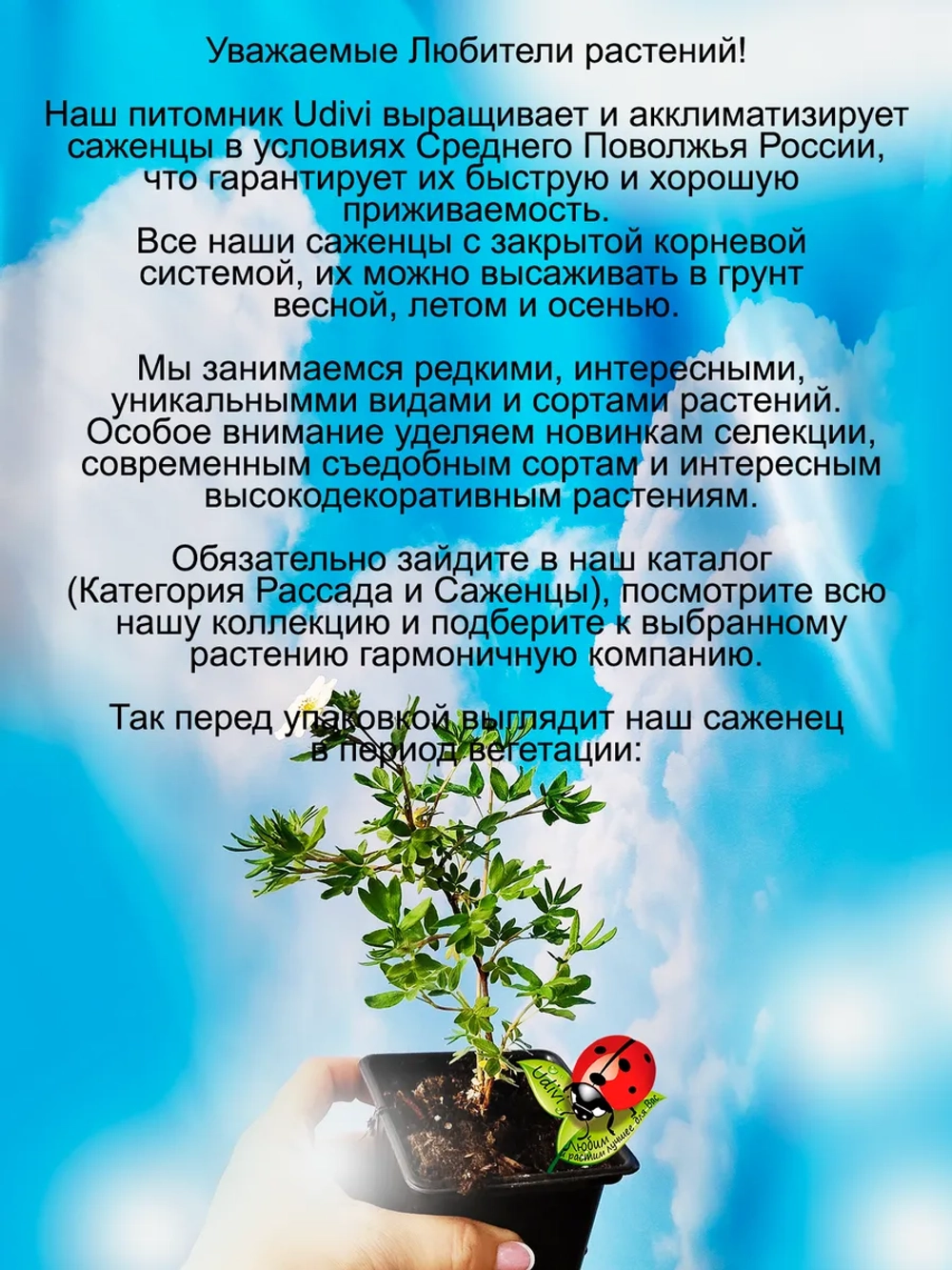 Лапчатка Абботсвуд курильский чай