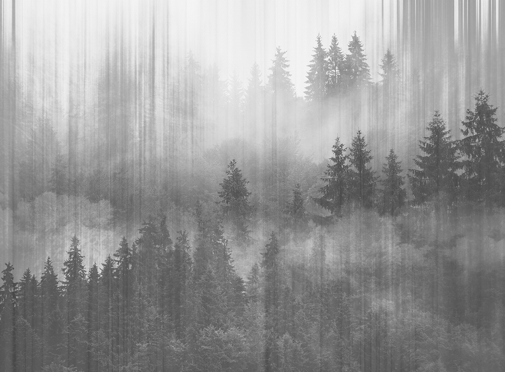 FORESTA 13