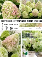Литл Фреско гортензия метельчатая
