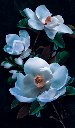 Коллекция Flower Dreams