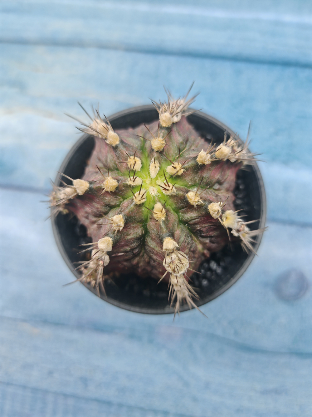 Gymnocalycium T-Rex Pink hybride (Гимнокалициум T-rex)