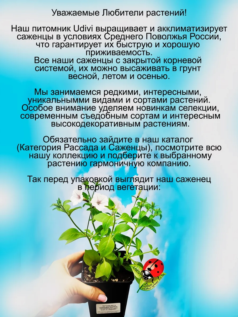 Петуния Виста Сильверберри Серебряная ягодка