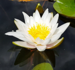 Нимфея 'Marliacea Albida'
